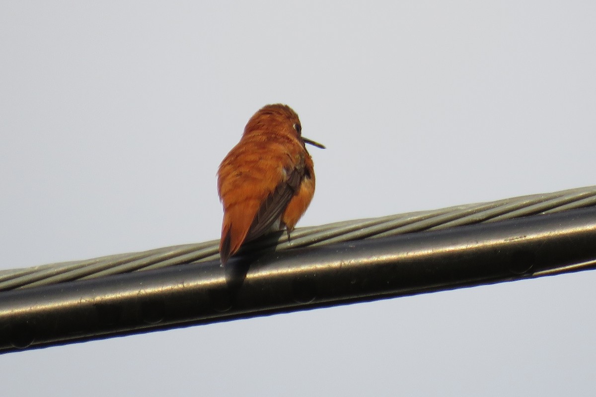 Rufous Hummingbird - ML220175671