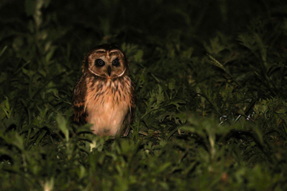 Short-eared Owl (Antillean) - ML220176771