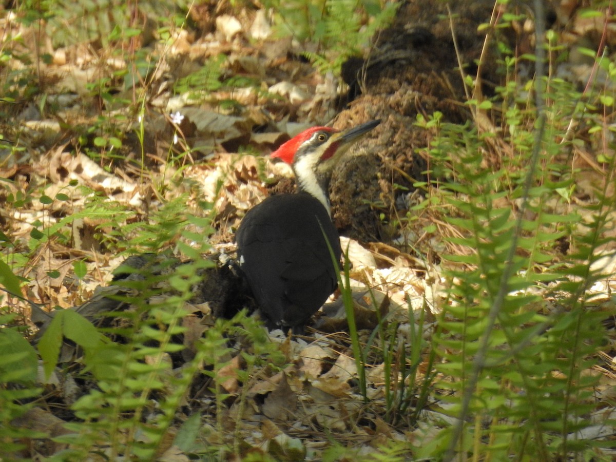 Pileated Woodpecker - ML220178211
