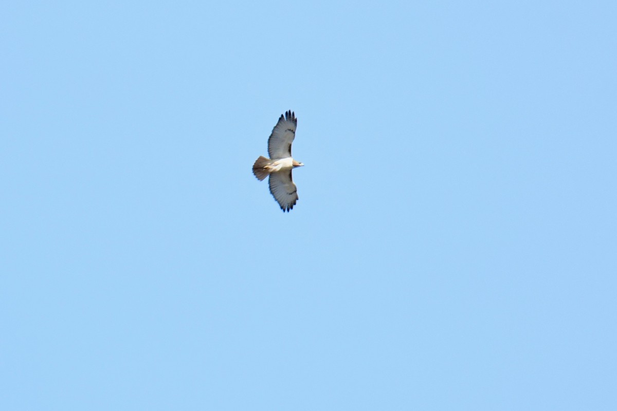 Red-tailed Hawk - Anonymous