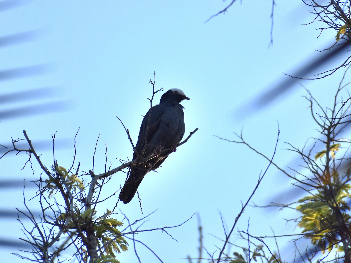 White-crowned Pigeon - ML220181771