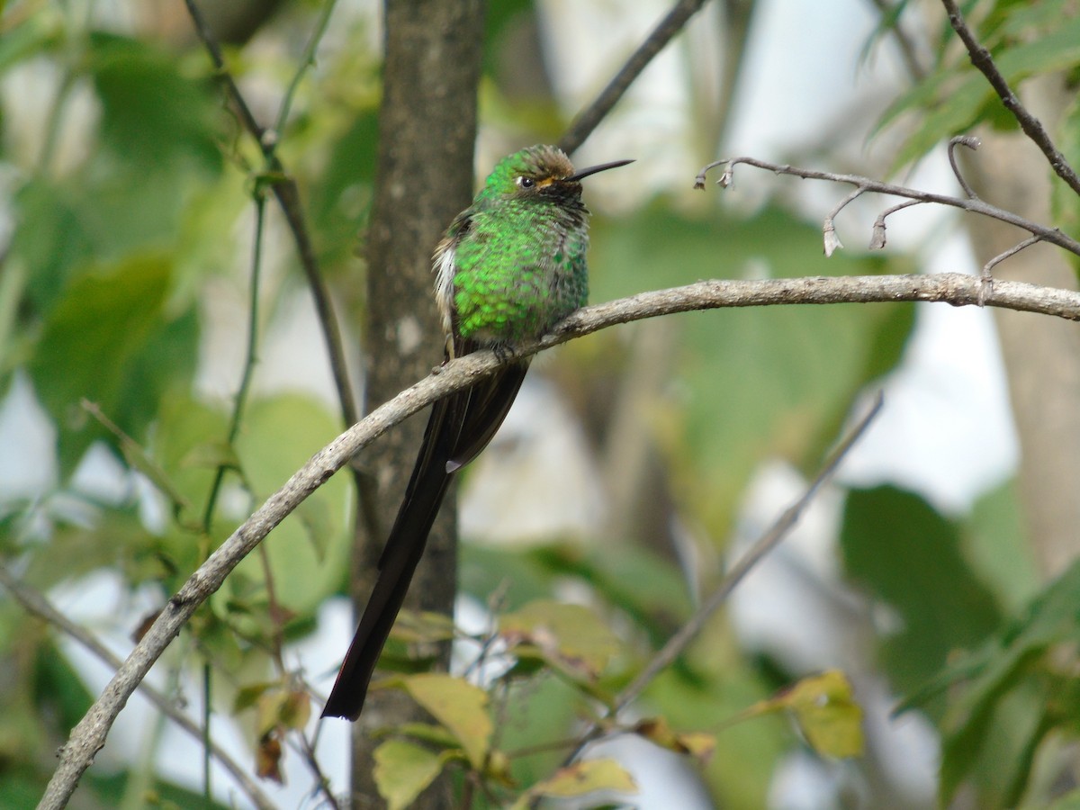 Red-tailed Comet - Venecia Herrera