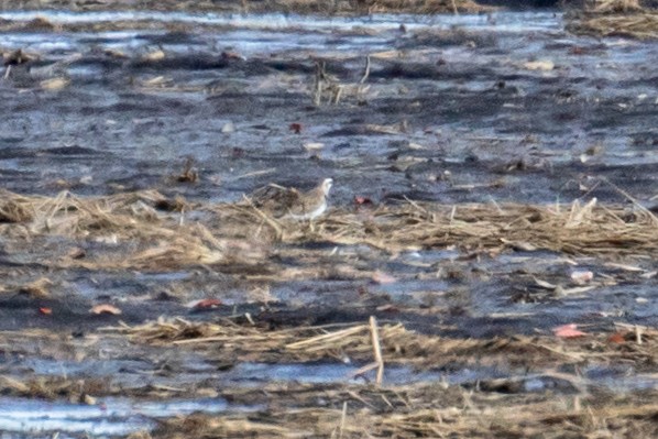 American Golden-Plover - ML220184831