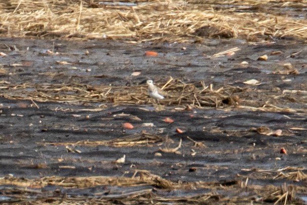 American Golden-Plover - ML220184841