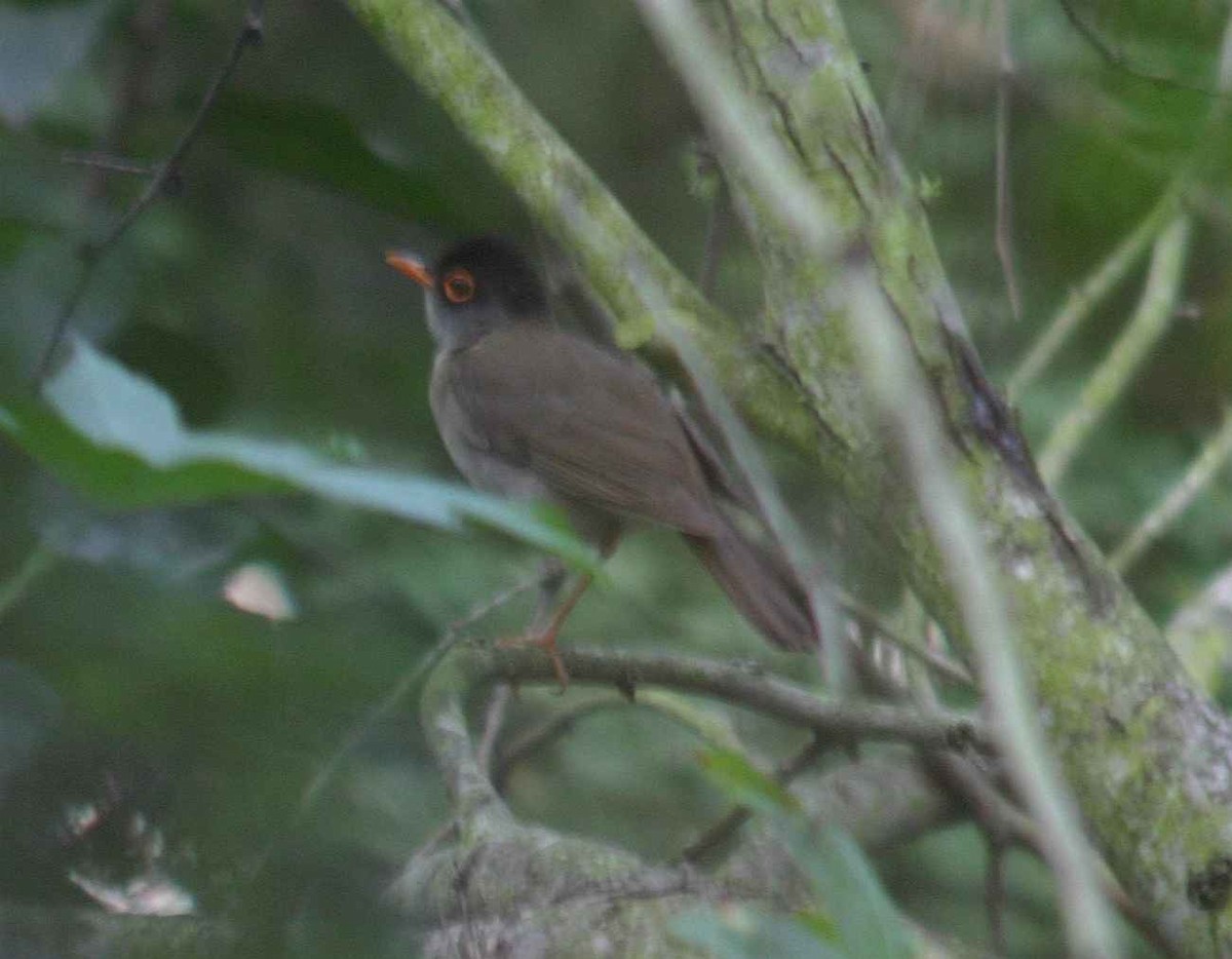 Black-headed Nightingale-Thrush - ML220185421