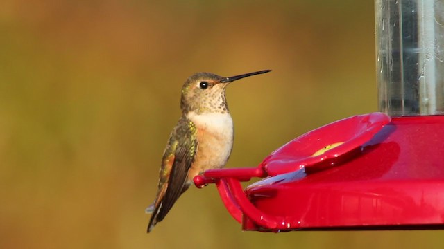 Rufous/Allen's Hummingbird - ML220185951