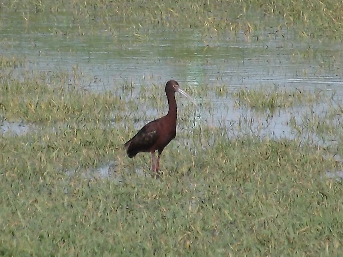 Ibis à face blanche - ML22018601