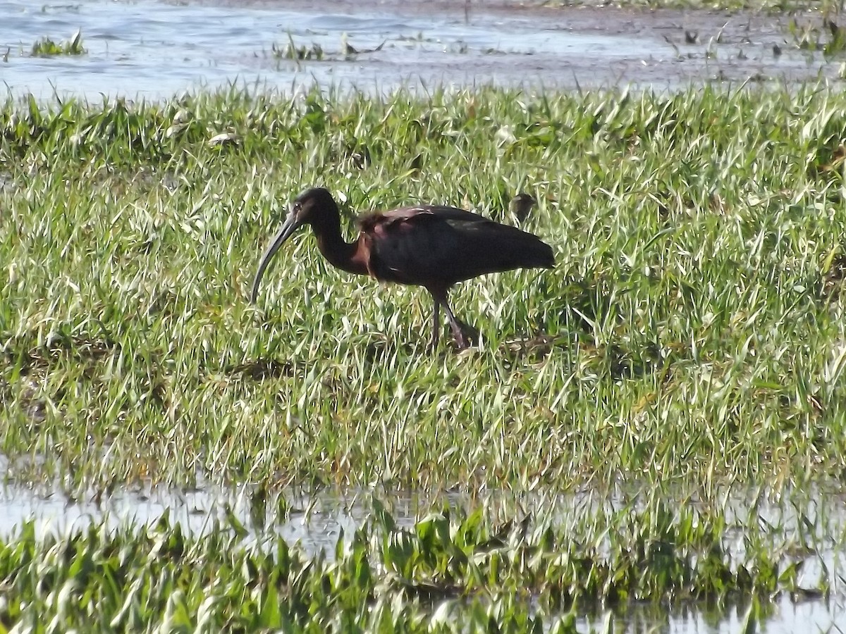 Ibis à face blanche - ML22018621