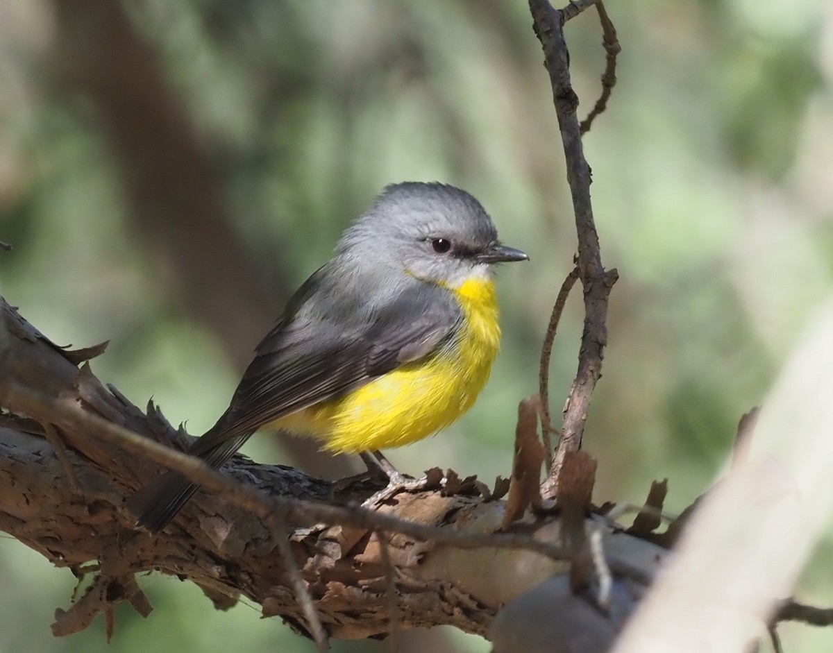 Eastern Yellow Robin - ML220186251