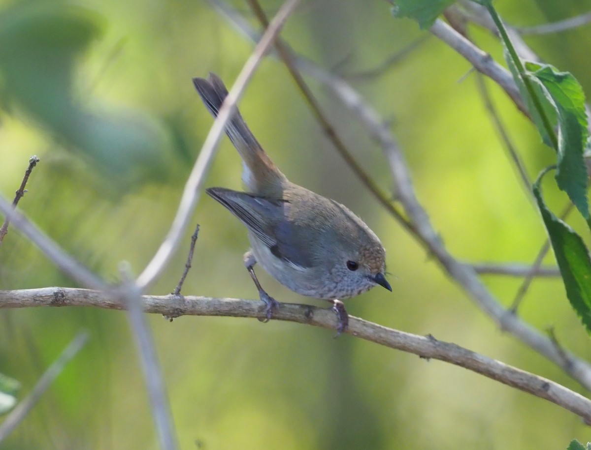 Brown Thornbill - ML220186321