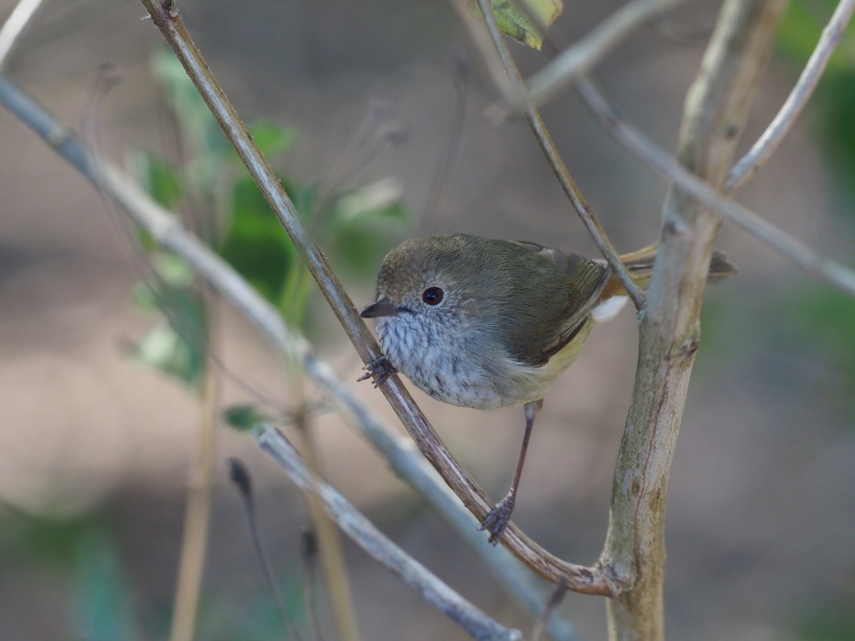 Brown Thornbill - ML220186441