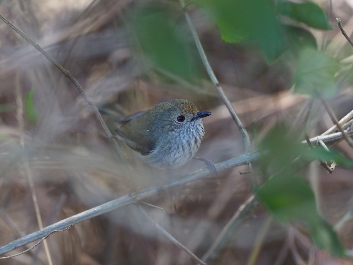 Brown Thornbill - ML220186511