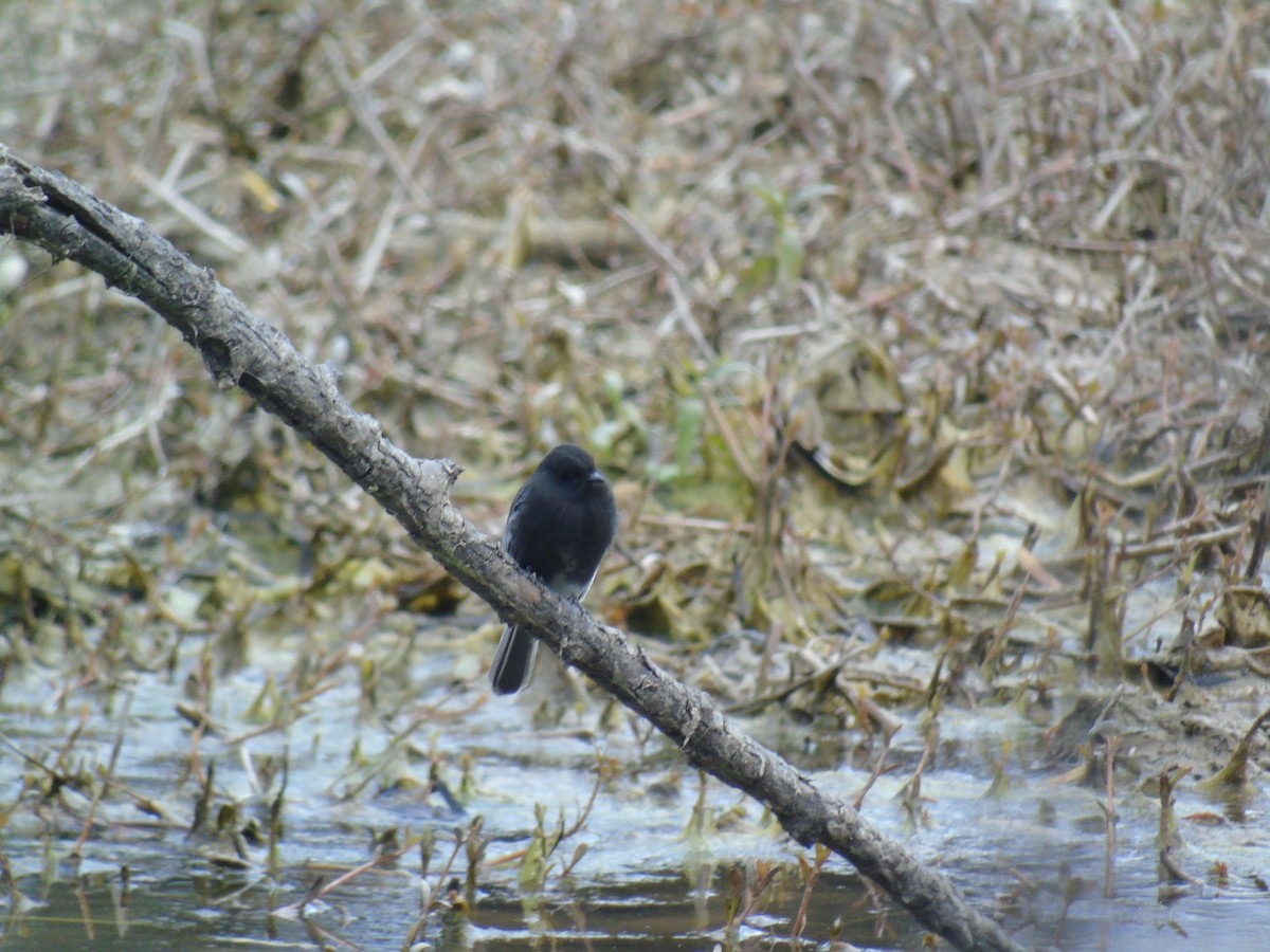 Black Phoebe - Venecia Herrera