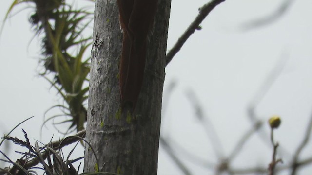 Streak-headed Woodcreeper - ML220187751