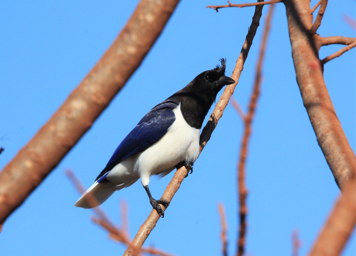 Curl-crested Jay - Renata Biancalana