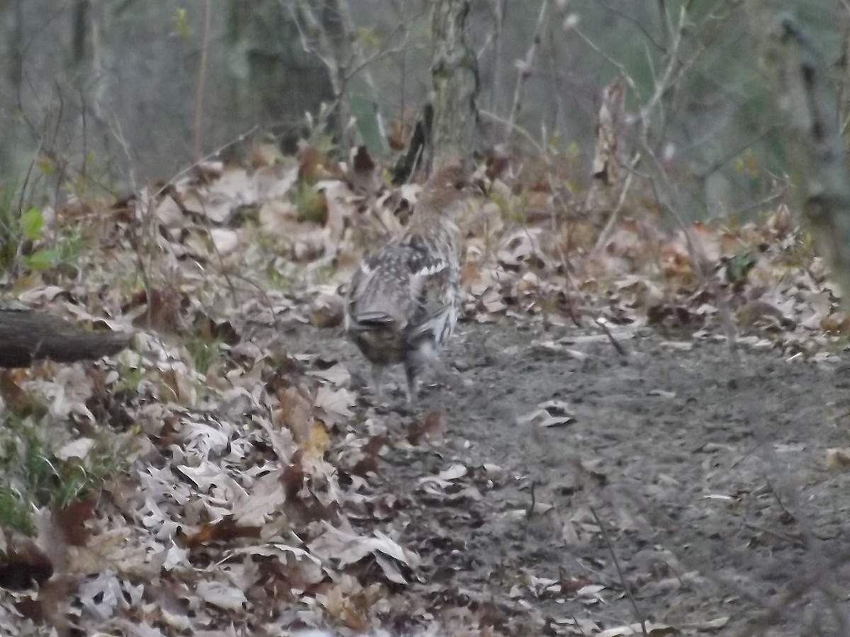 Ruffed Grouse - Zach DeBruine