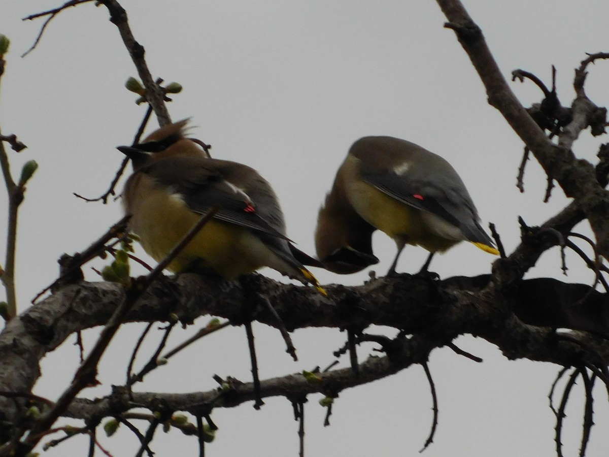 Cedar Waxwing - ML220190821