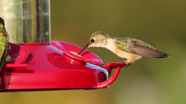 Rufous/Allen's Hummingbird - ML220191341