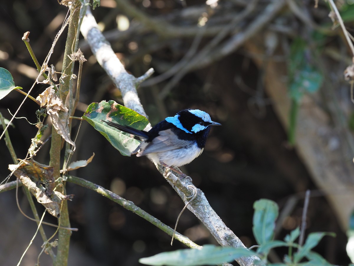 Superb Fairywren - ML220192681