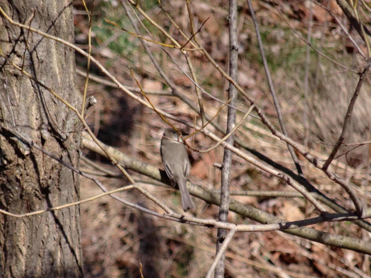 Eastern Phoebe - ML220192841