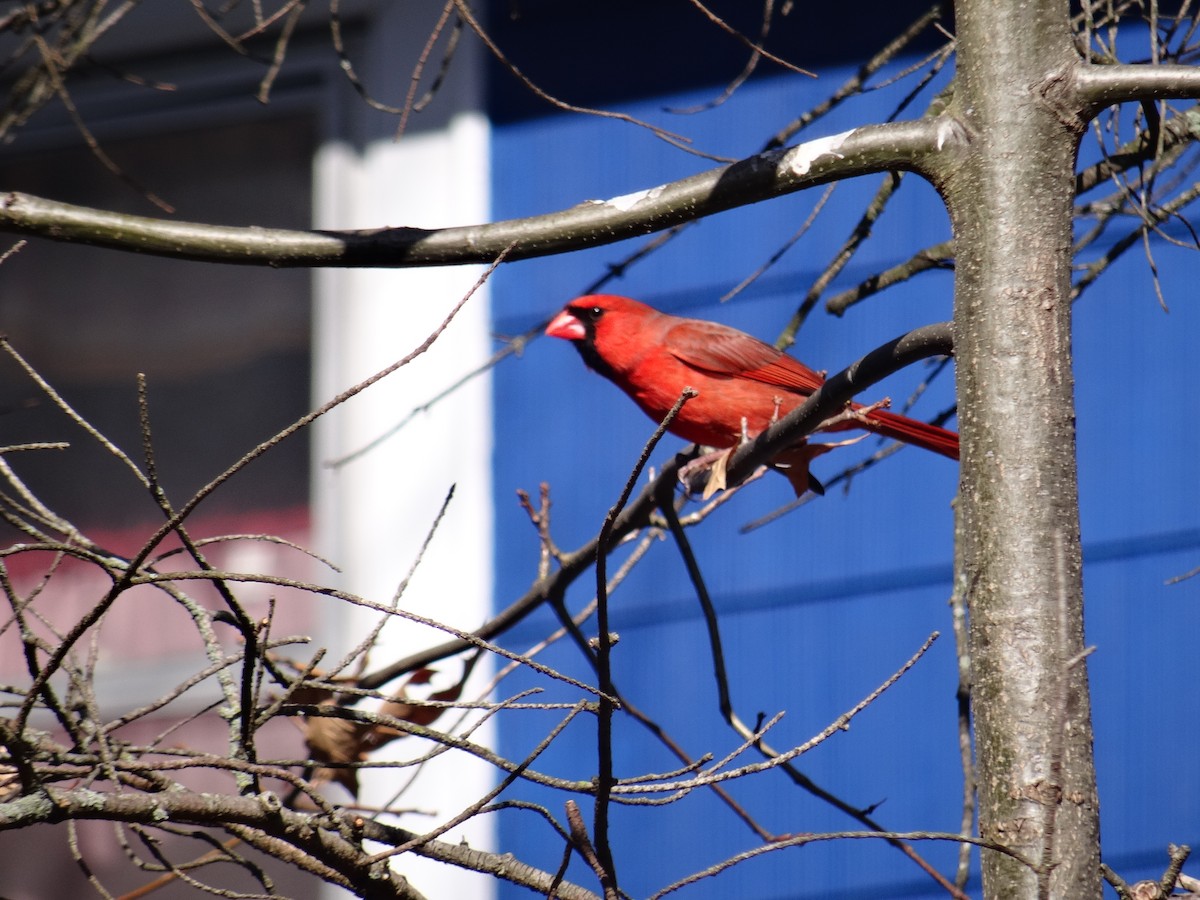 Northern Cardinal - ML220192891