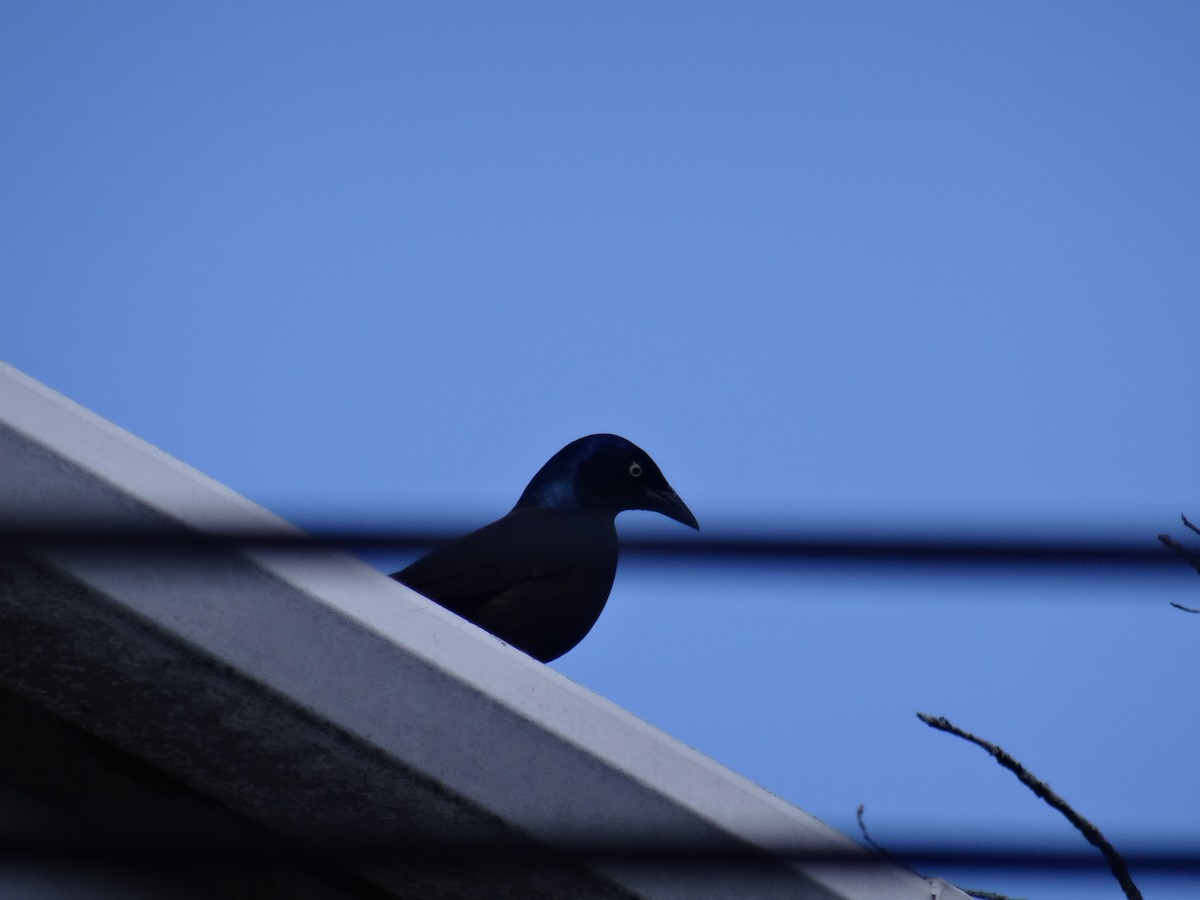 Common Grackle - ML220193071