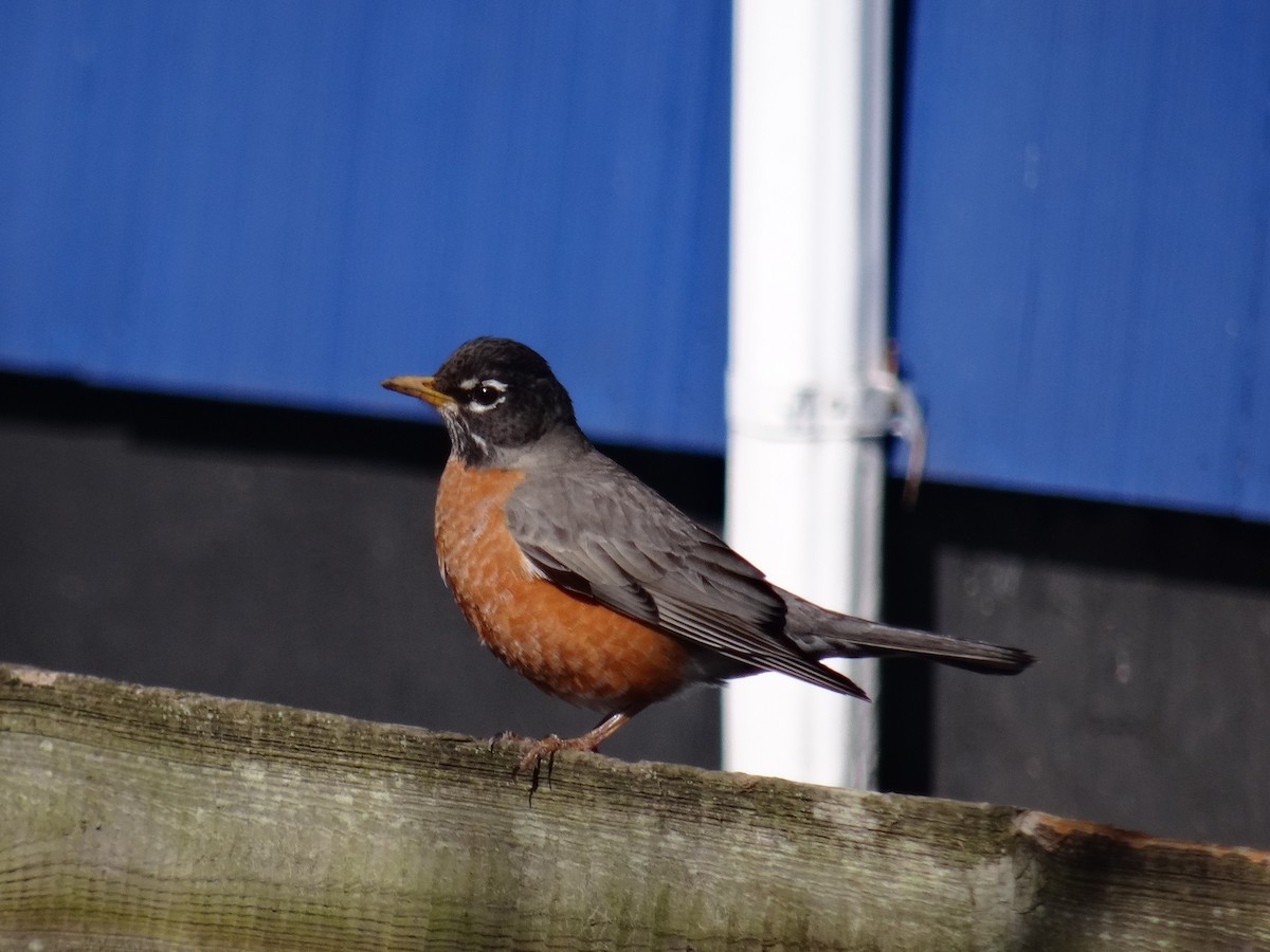 American Robin - ML220193131