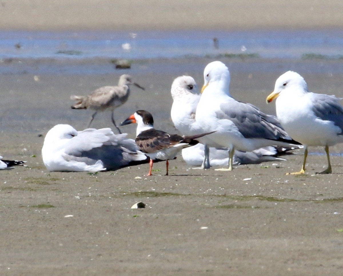 Black Skimmer - ML220193181