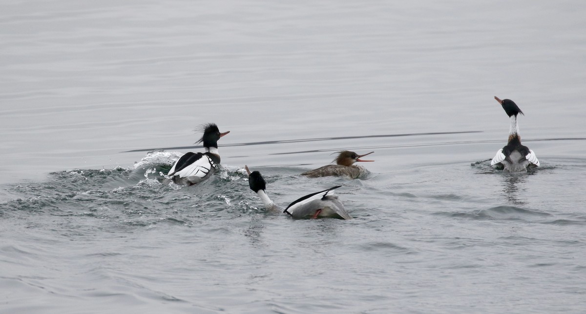 Red-breasted Merganser - ML220195871