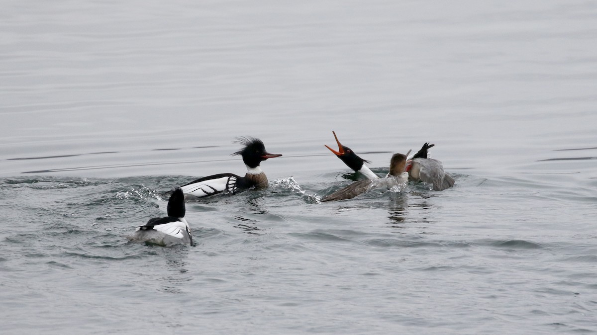 Red-breasted Merganser - ML220196101