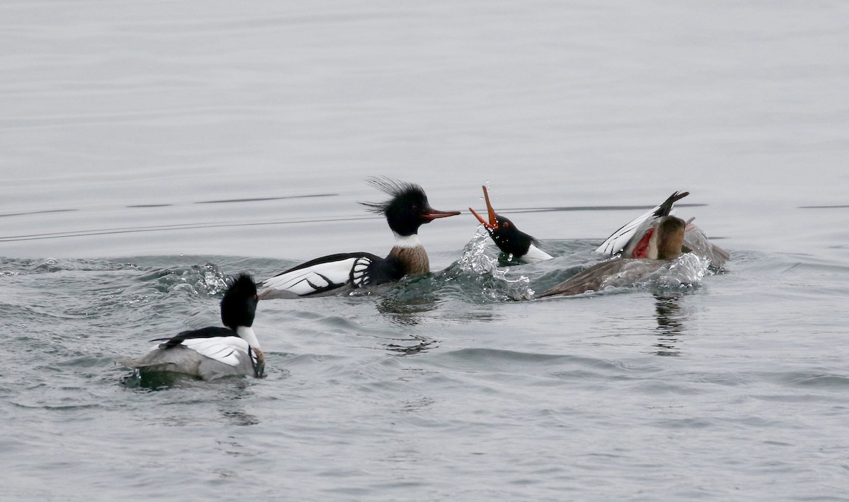 Red-breasted Merganser - ML220196171