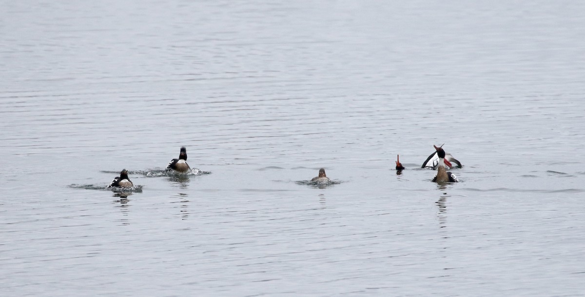 Red-breasted Merganser - ML220196311