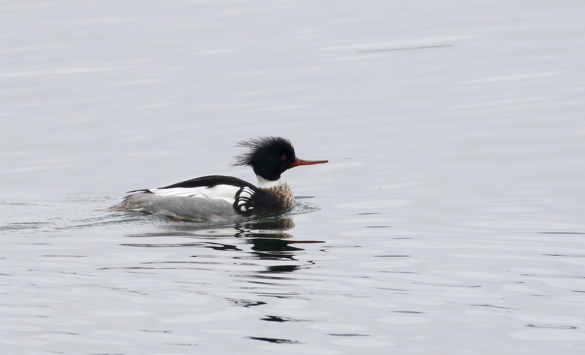 Red-breasted Merganser - ML220196341