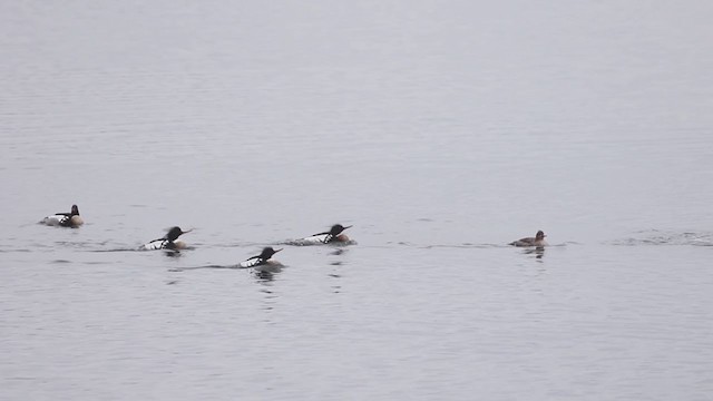 Red-breasted Merganser - ML220198231