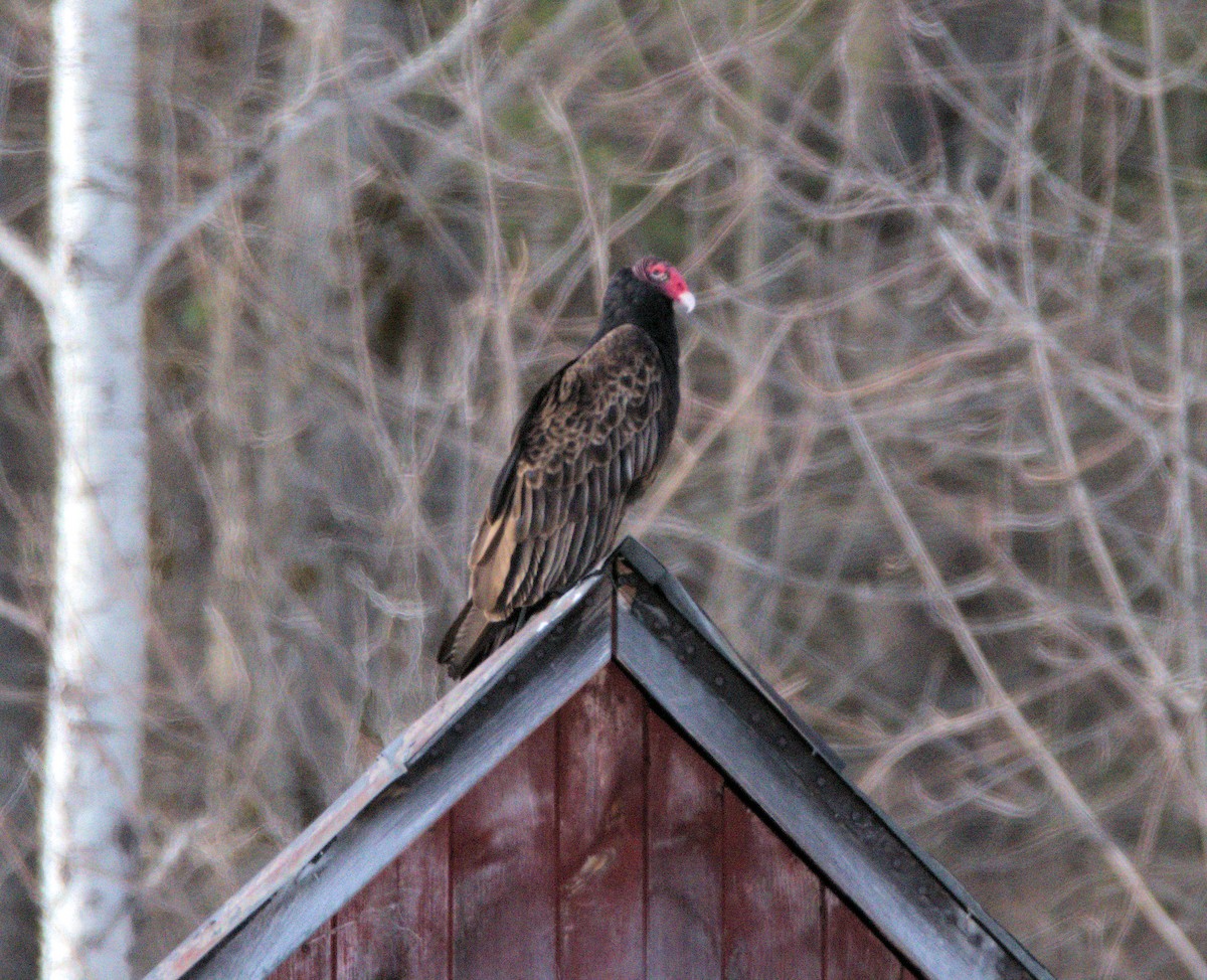 Turkey Vulture - Maurice Thibaudeau