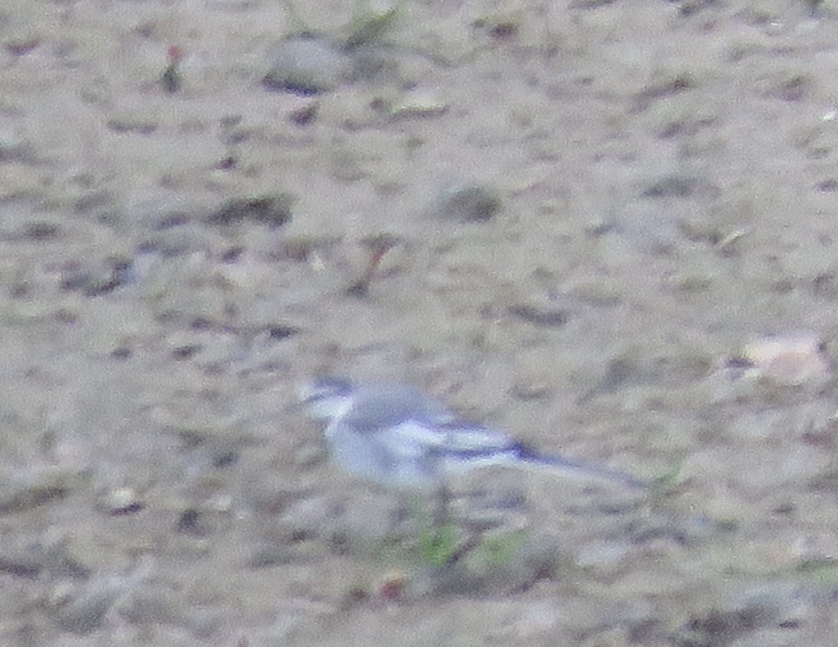 White Wagtail - ML220202031