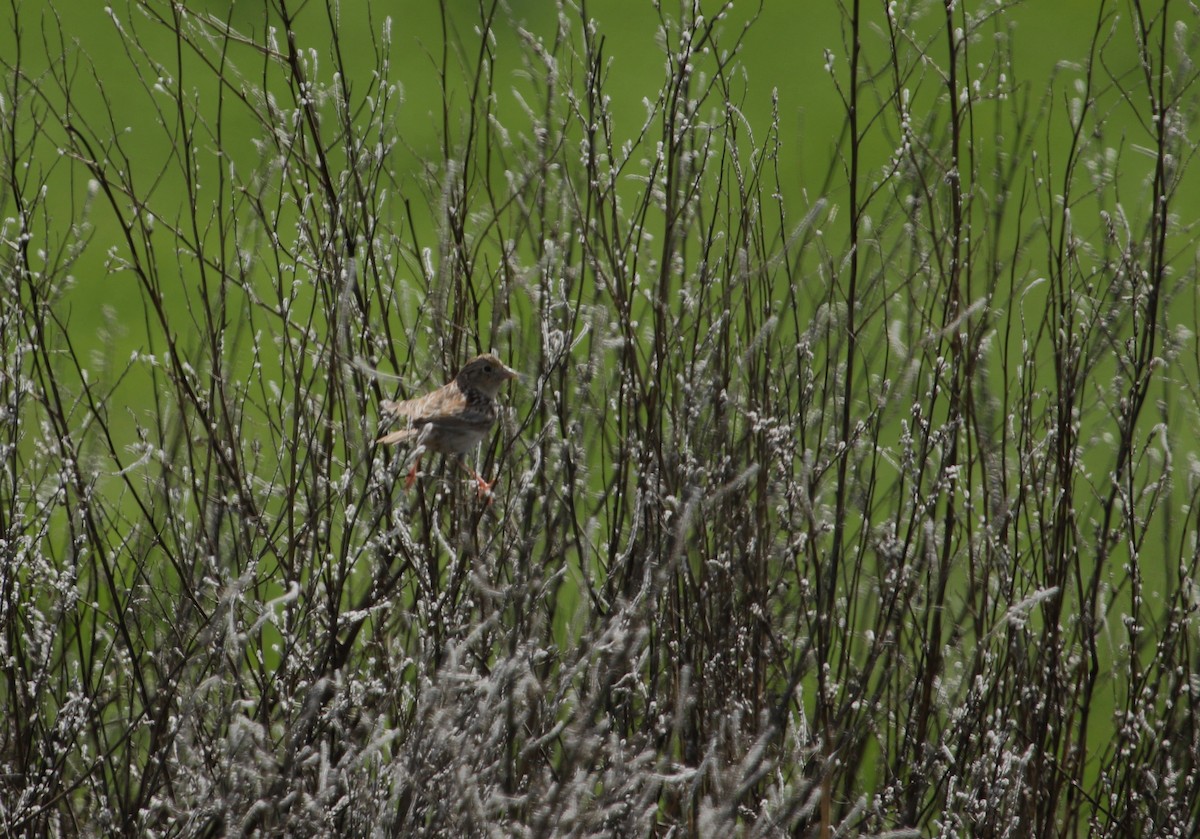 Grasshopper Sparrow - ML220202421