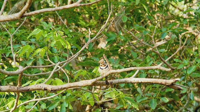 Russet-throated Puffbird - ML220202621