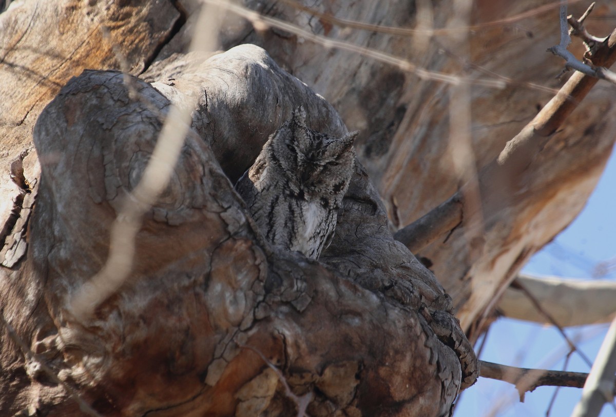 Western Screech-Owl - ML220202951