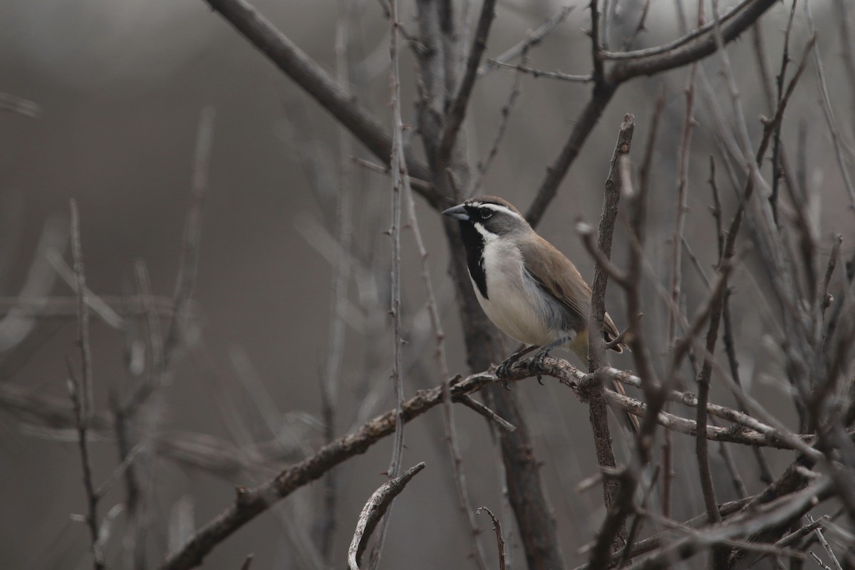 Black-throated Sparrow - ML220203131