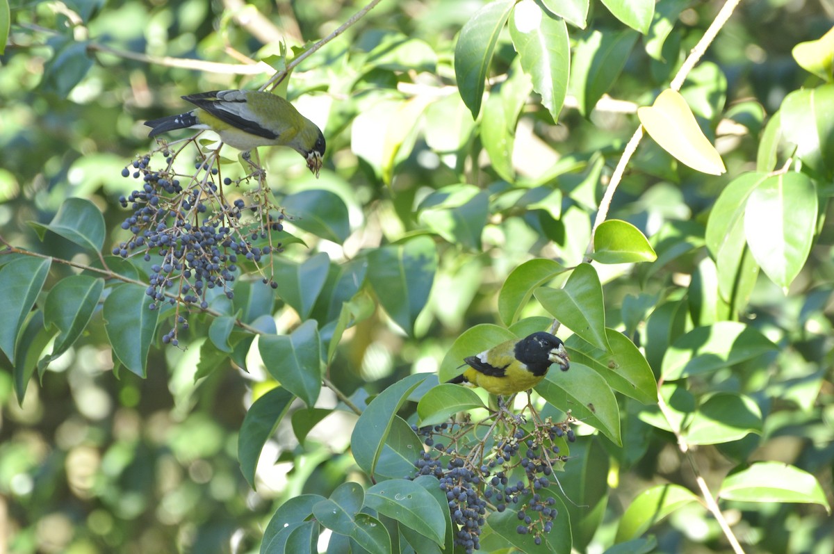 Hooded Grosbeak - ML22020331