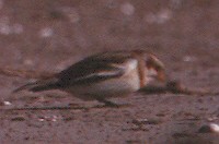 Snow Bunting - ML220203841