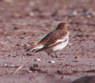 Snow Bunting - Eric Carpenter