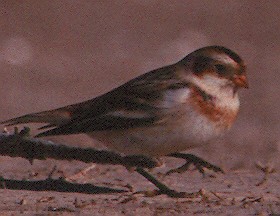 Snow Bunting - ML220203861