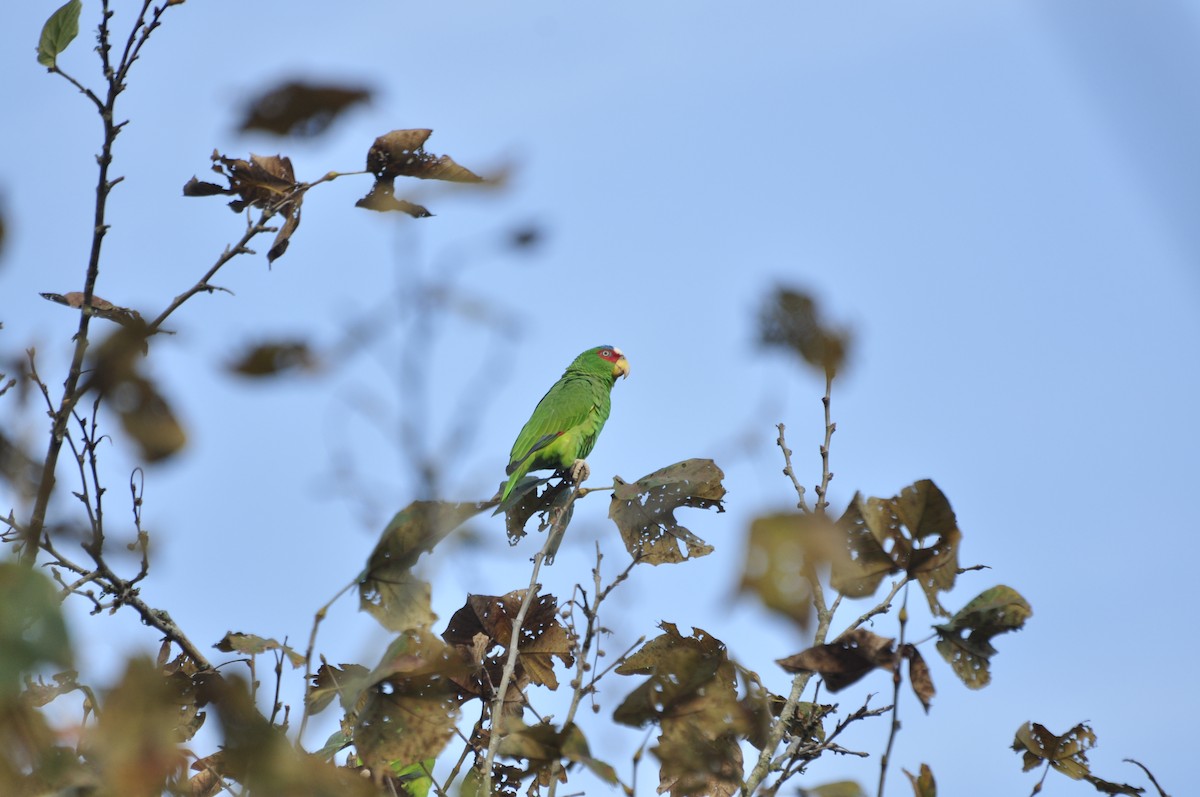 White-fronted Parrot - Oscar Marín