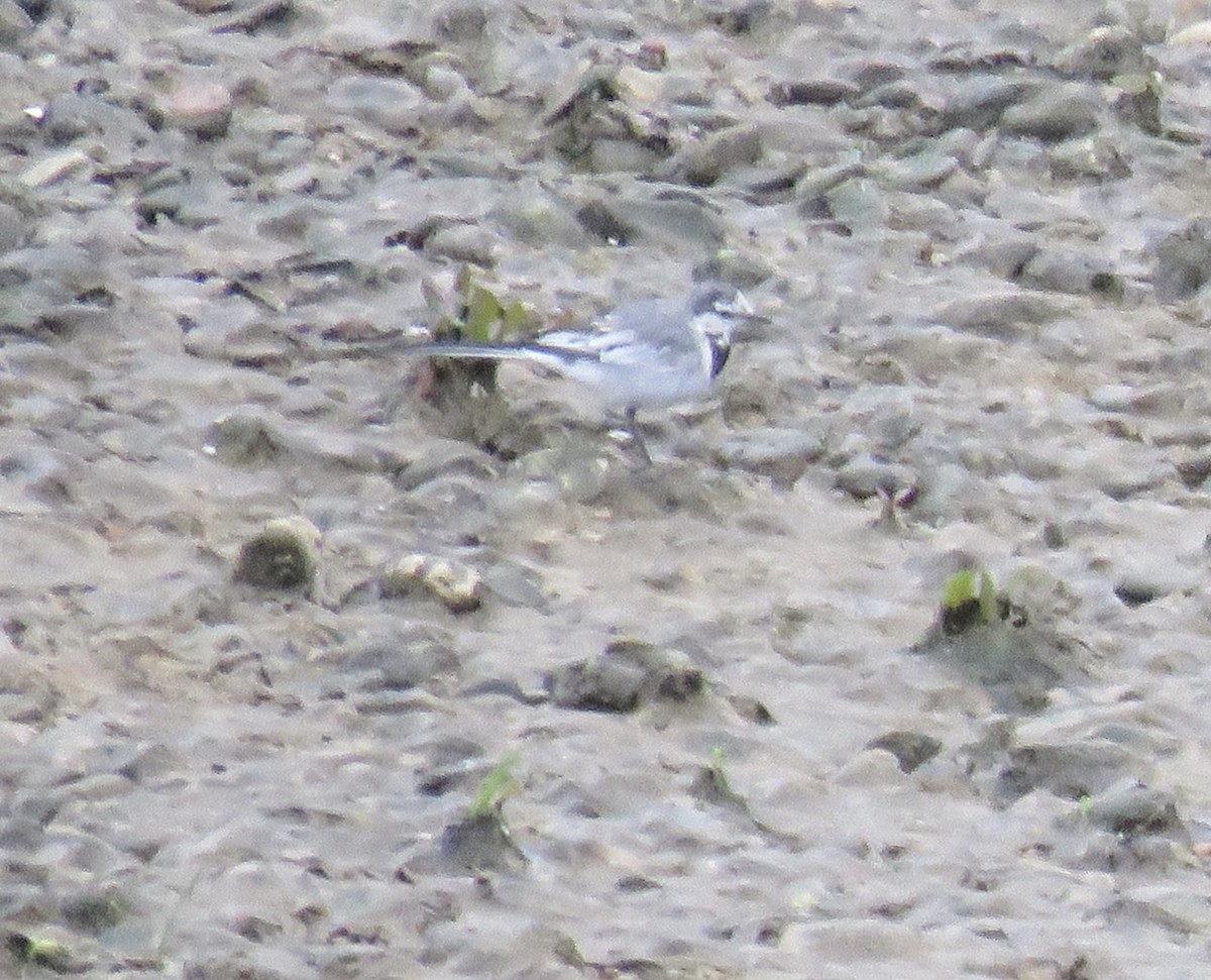 White Wagtail - ML220204941