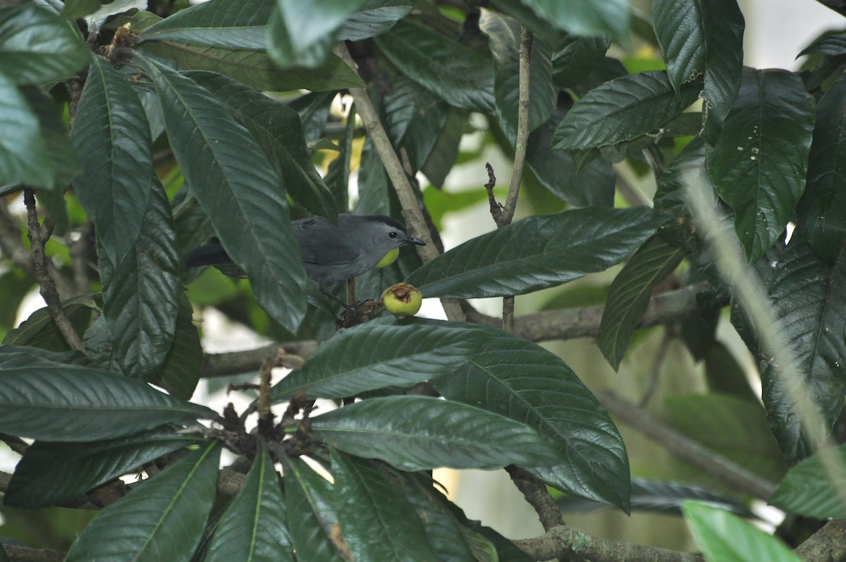 Gray Catbird - Oscar Marín