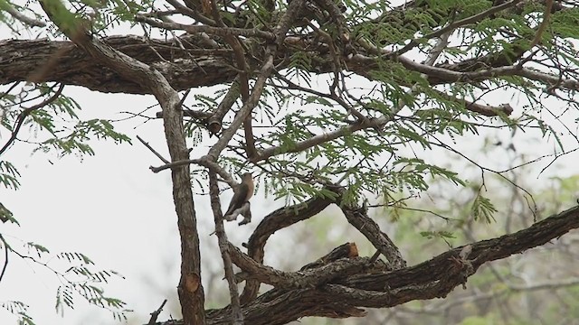 Buffy Hummingbird - ML220205901