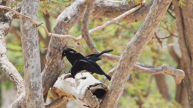 Carib Grackle - ML220205911