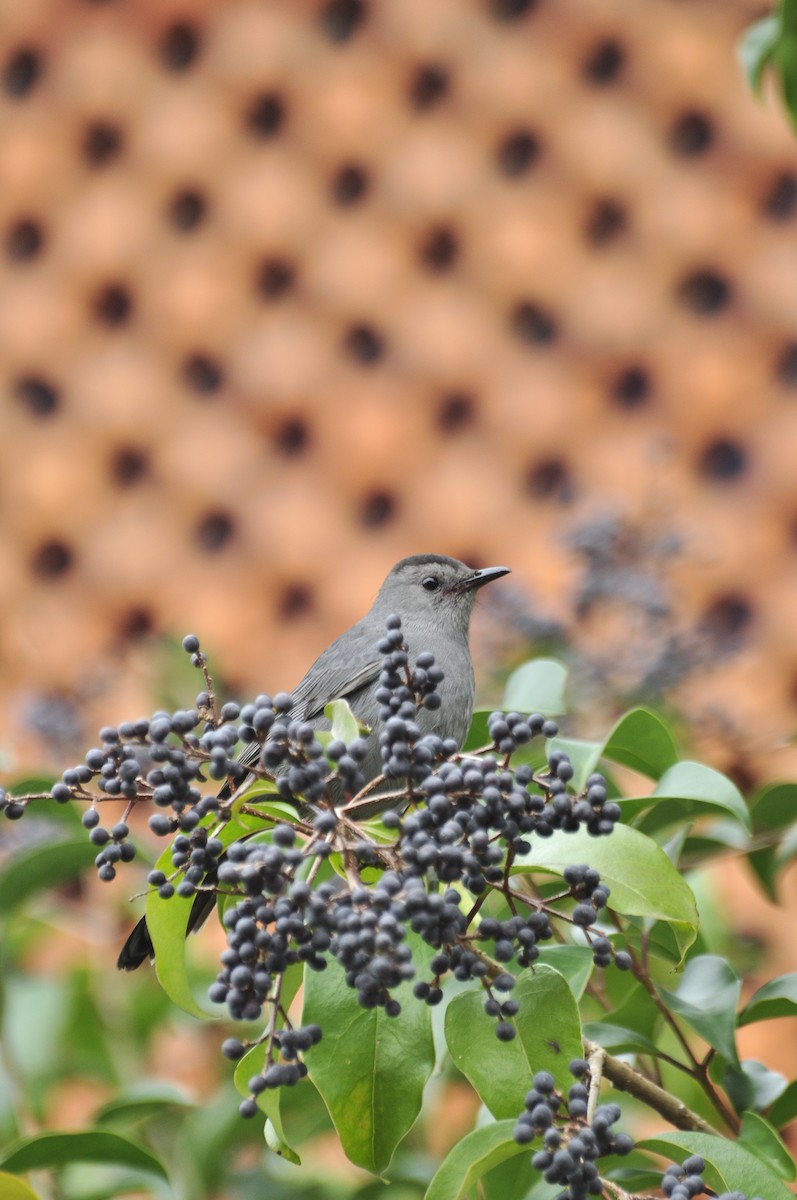 Gray Catbird - Oscar Marín